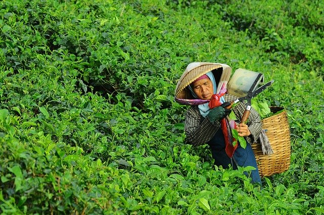 大田作物四情監測系統，讓茶園種植搭上“科技快車”